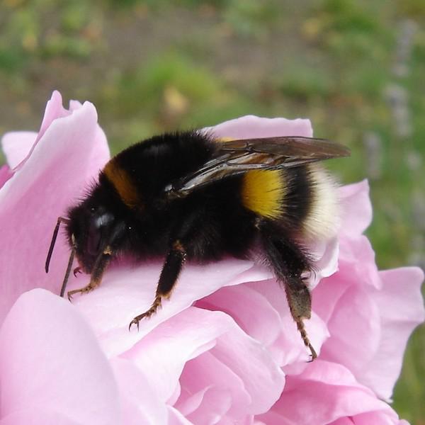 (c) Isabelle Pourbaix bombus