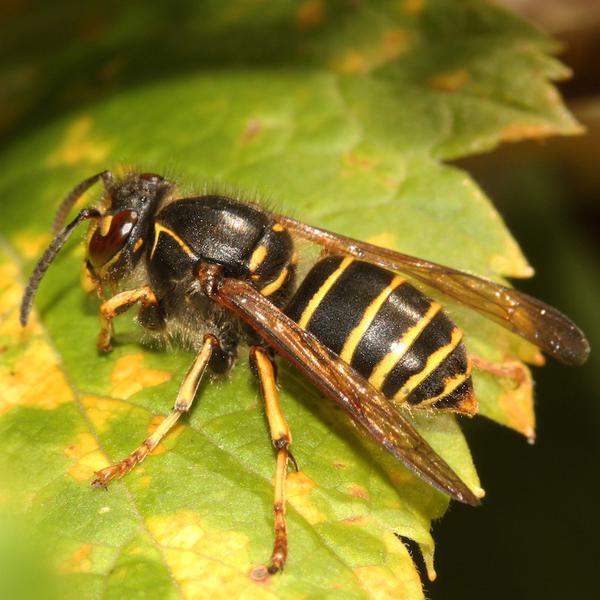 (c) Christine Devillers dolichovespula-media