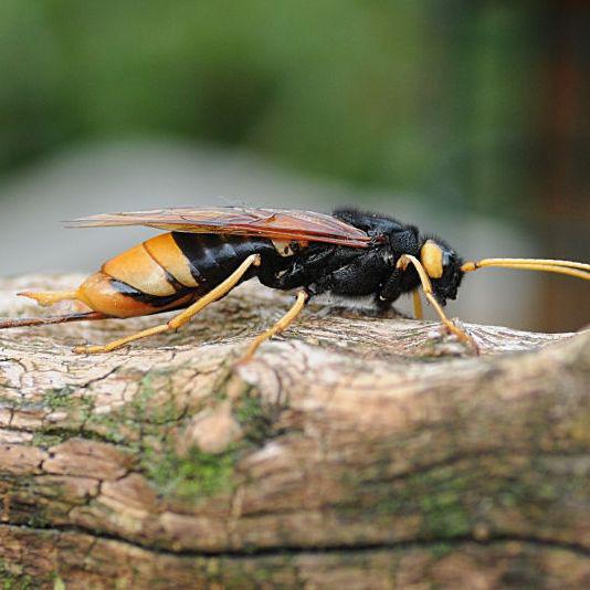 (c) Johan Opsomer urocerus-gigas