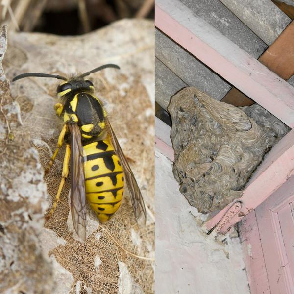 vespula