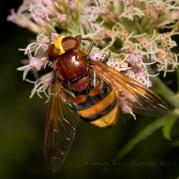 volucella-zonaria