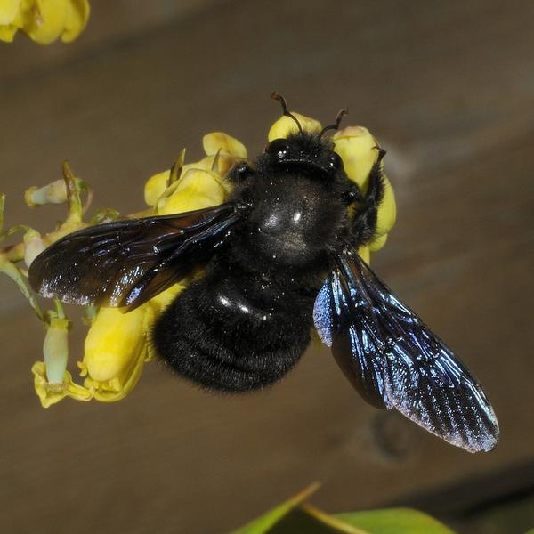 xylocopa-violaceae