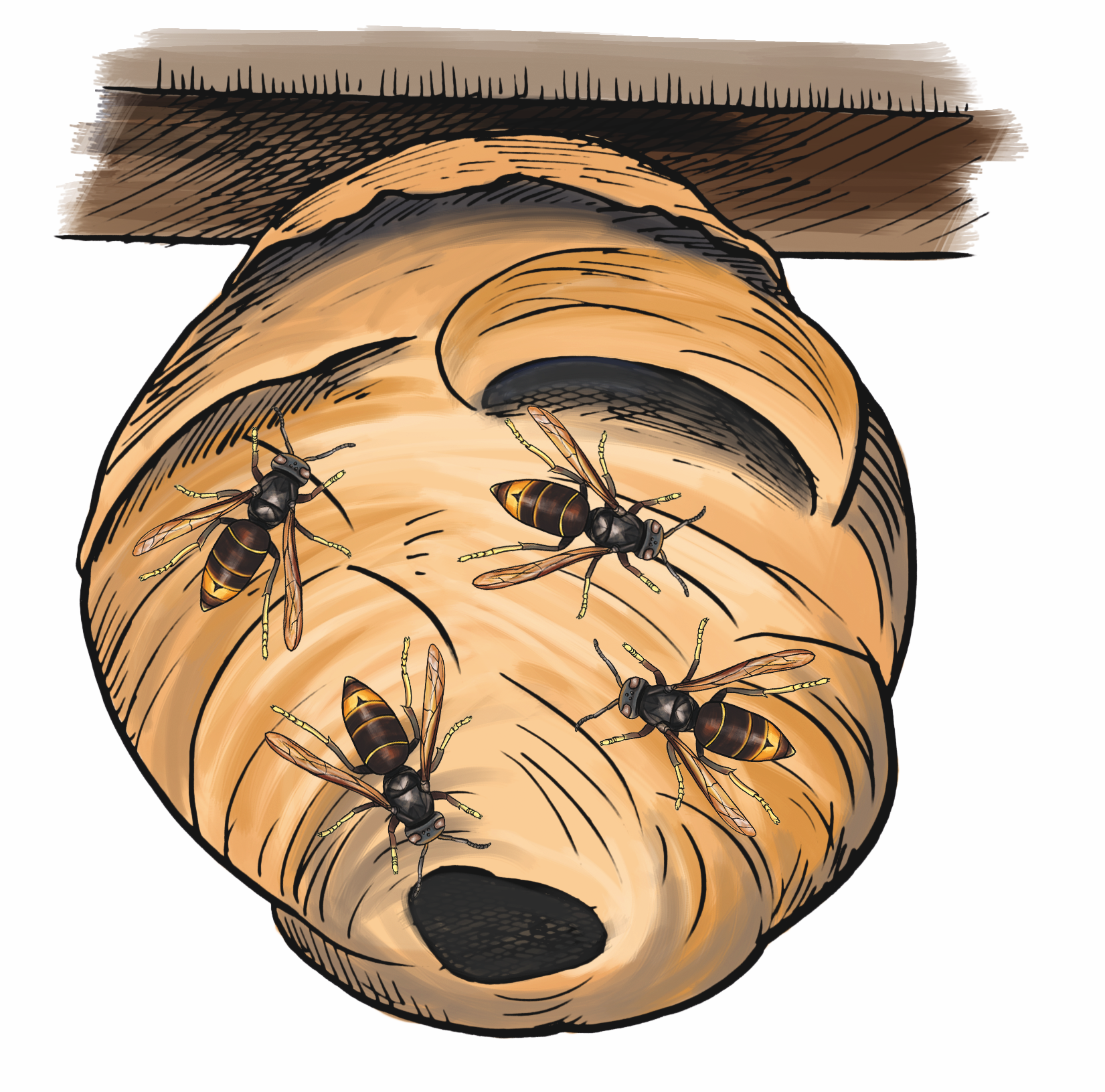 Primair nest
