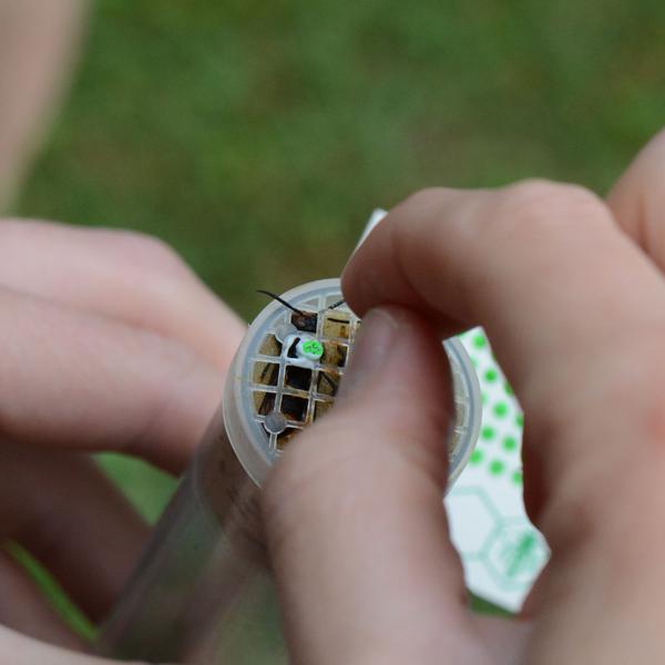 (c) Honeybee Valley Aziatische hoornaar die gemerkt wordt